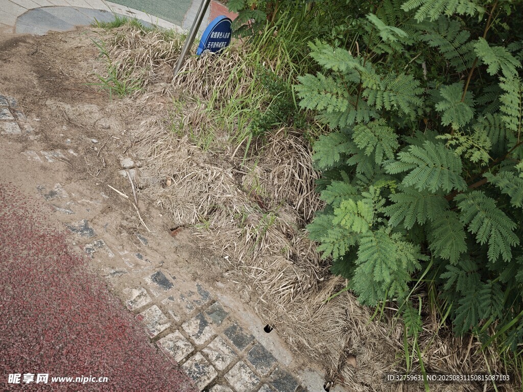 路边绿植与砖石地面景象
