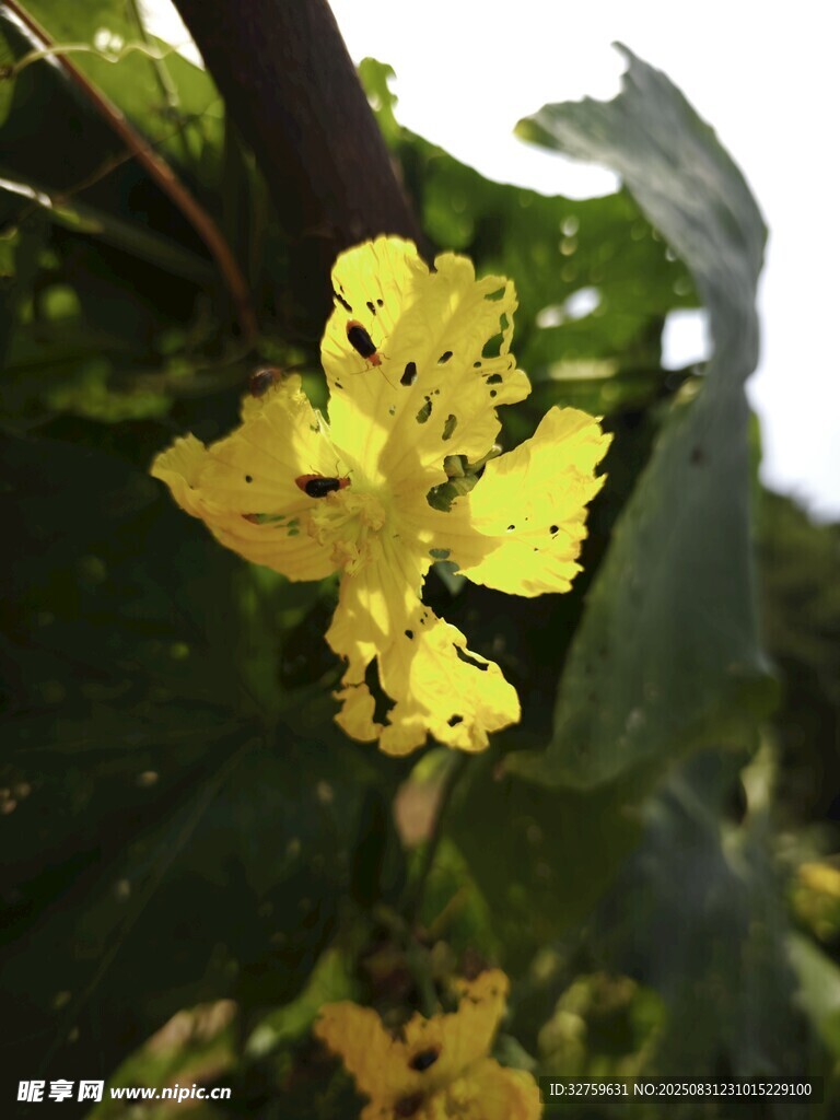 葡萄藤上的黄色小花
