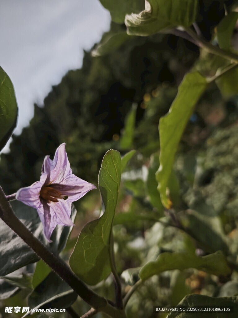 紫色小花绽放绿叶间
