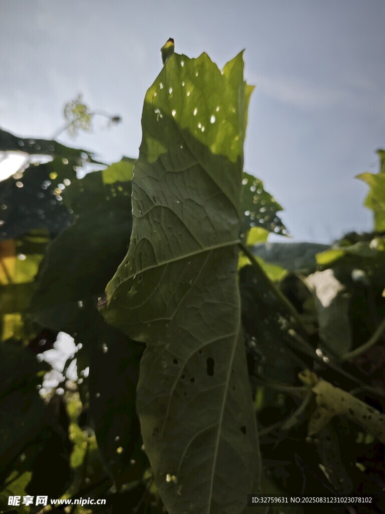 阳光下的大片绿叶
