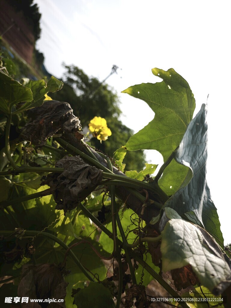 绿叶黄花植物特写
