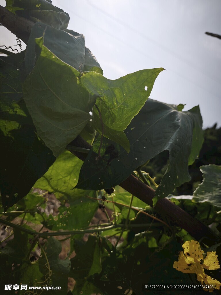 绿叶黄花的植物景观