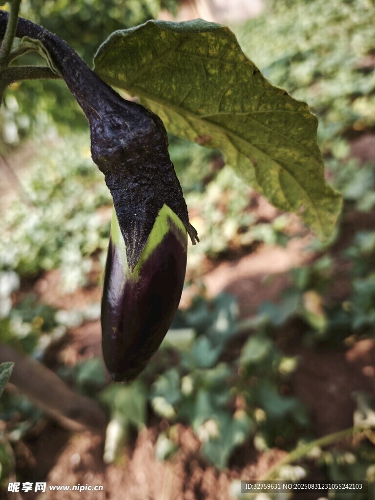 田间生长的紫茄子