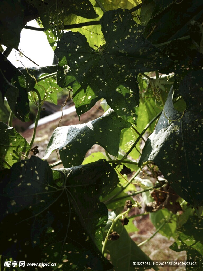 透过绿叶窥见户外景象