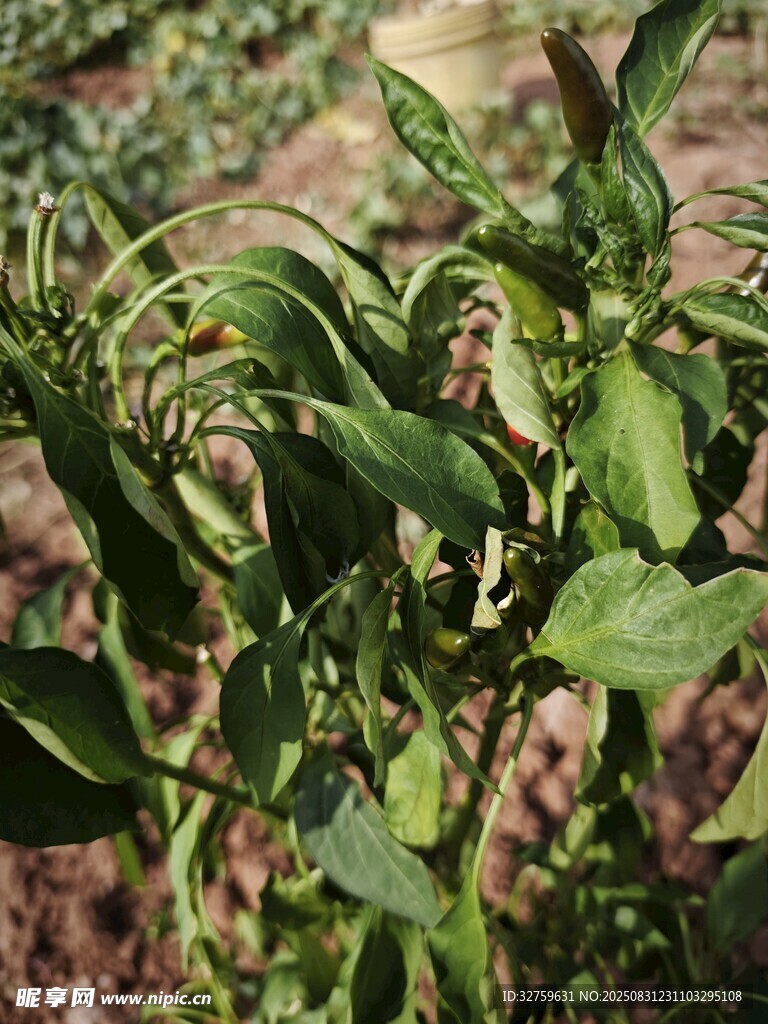 绿叶繁茂的植物
