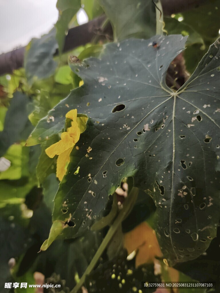 带虫洞的绿色植物叶片