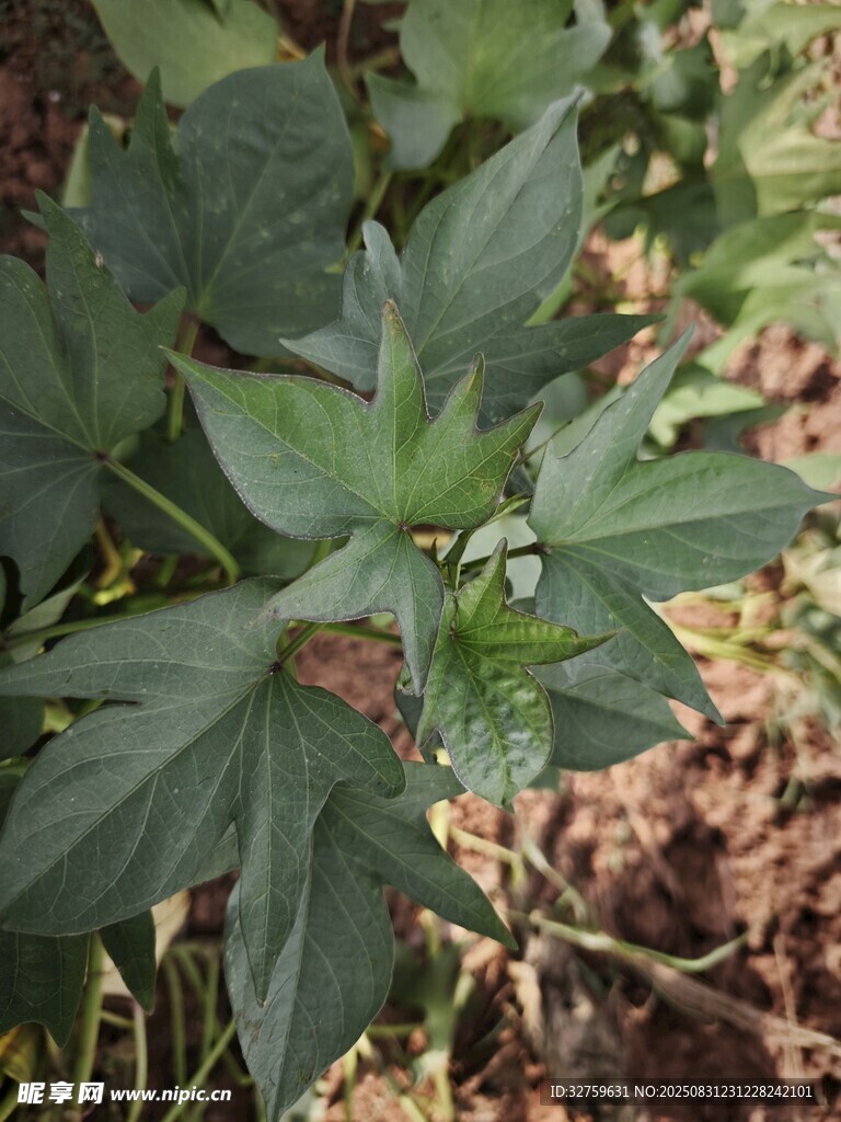绿叶植物特写