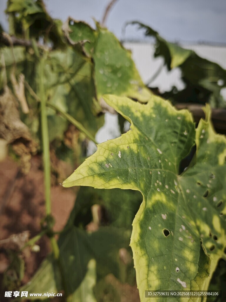 黄绿相间的独特植物叶片