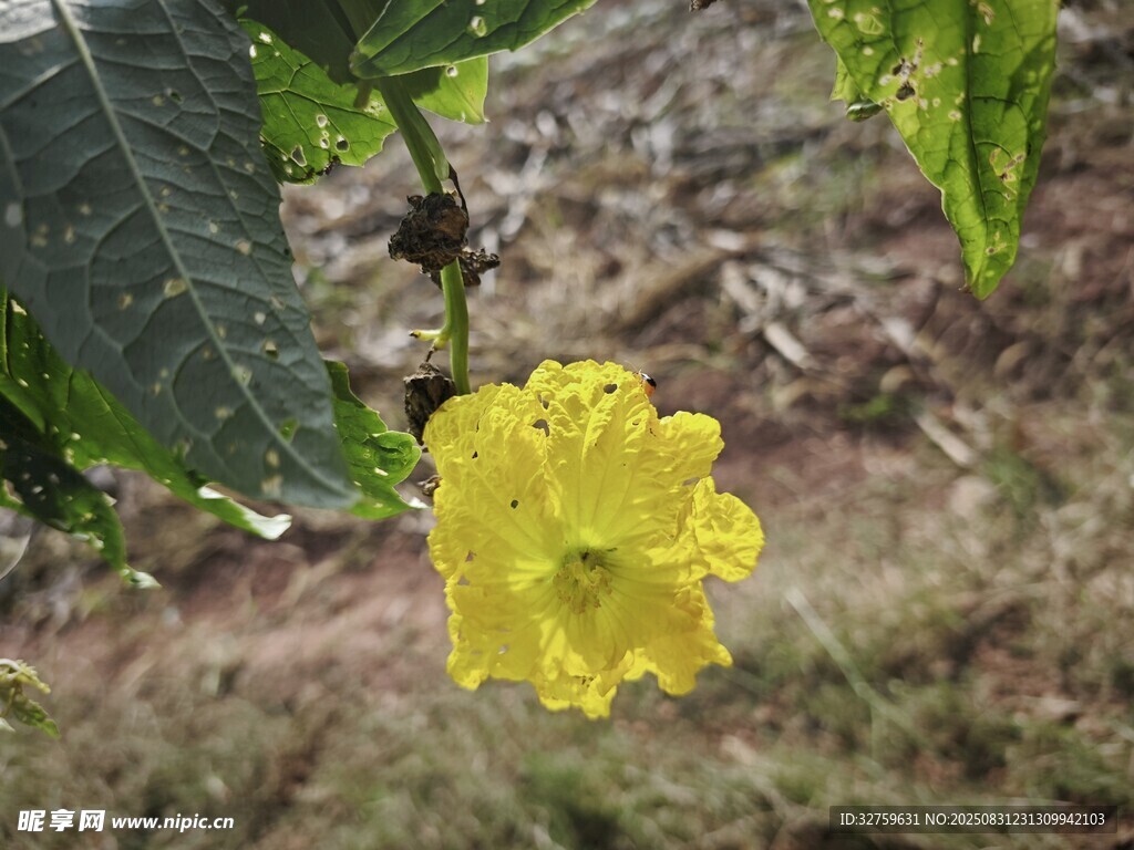 枝头绽放的黄色喇叭花