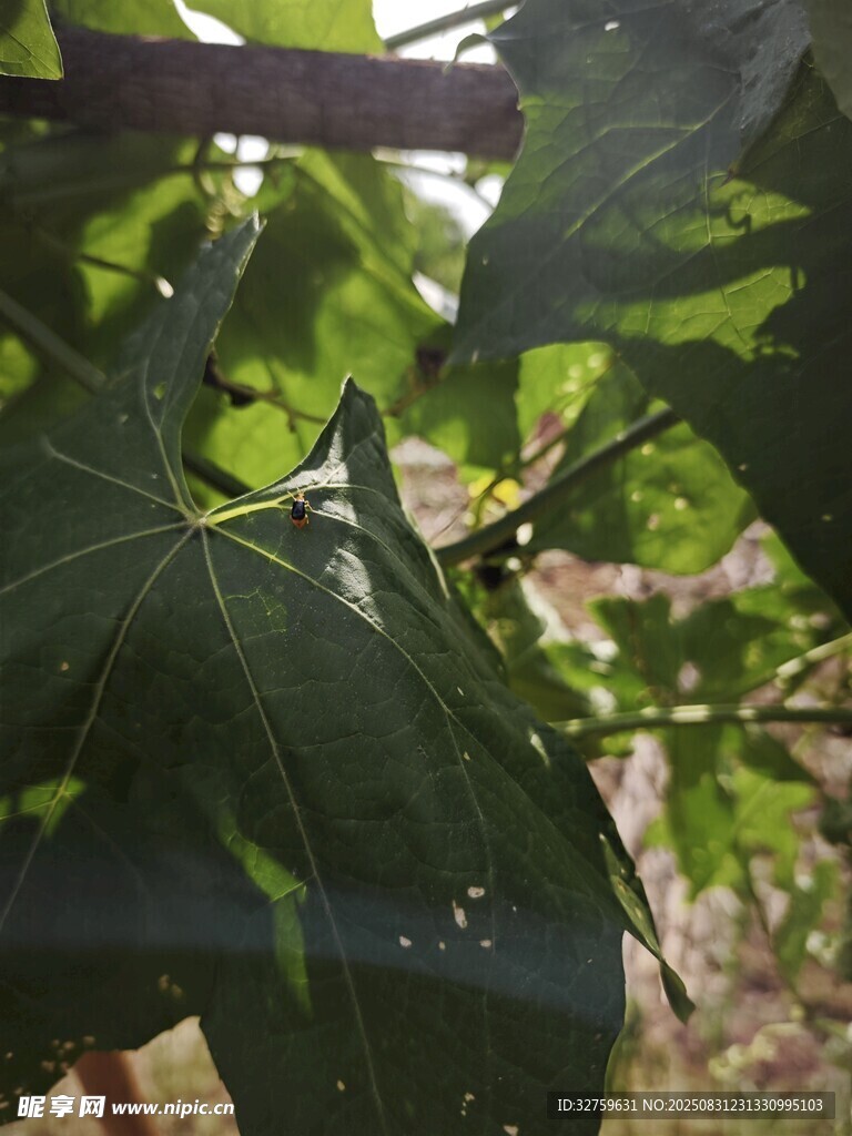 阳光下的翠绿树叶