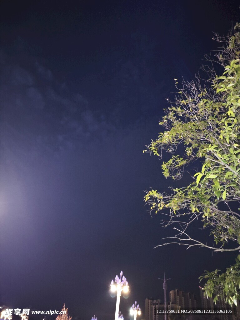 夜空中的树与明亮路灯