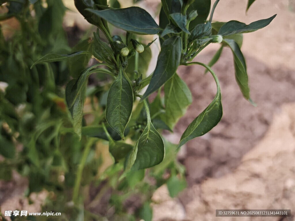 绿叶植物特写