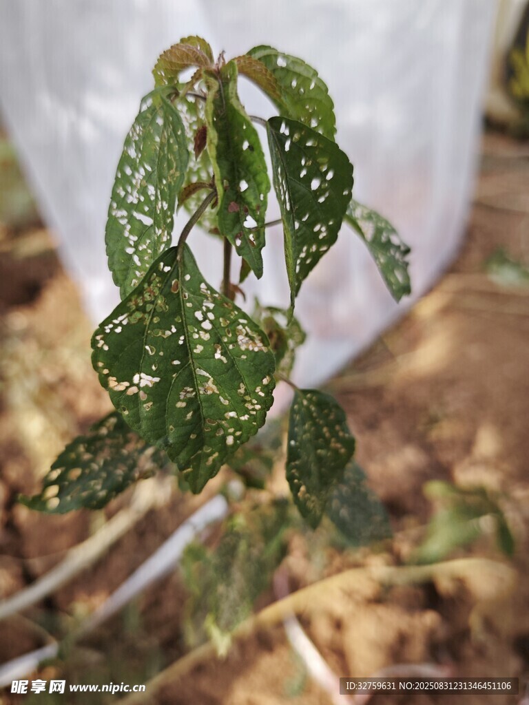 染病的绿植叶片特写