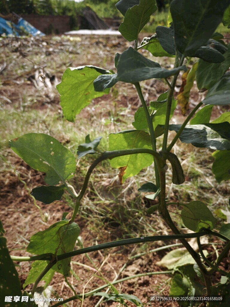 绿叶植物的自然生长景象