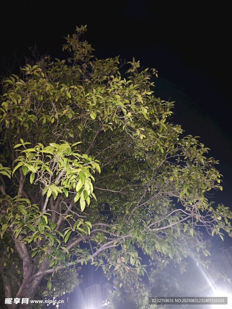 夜晚灯光下的葱郁树木