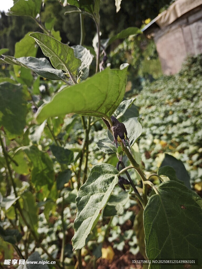 绿叶繁茂的植物景观