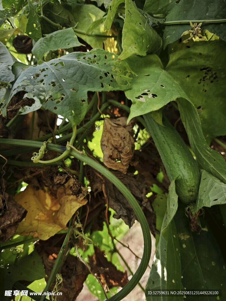 绿叶藤蔓植物特写