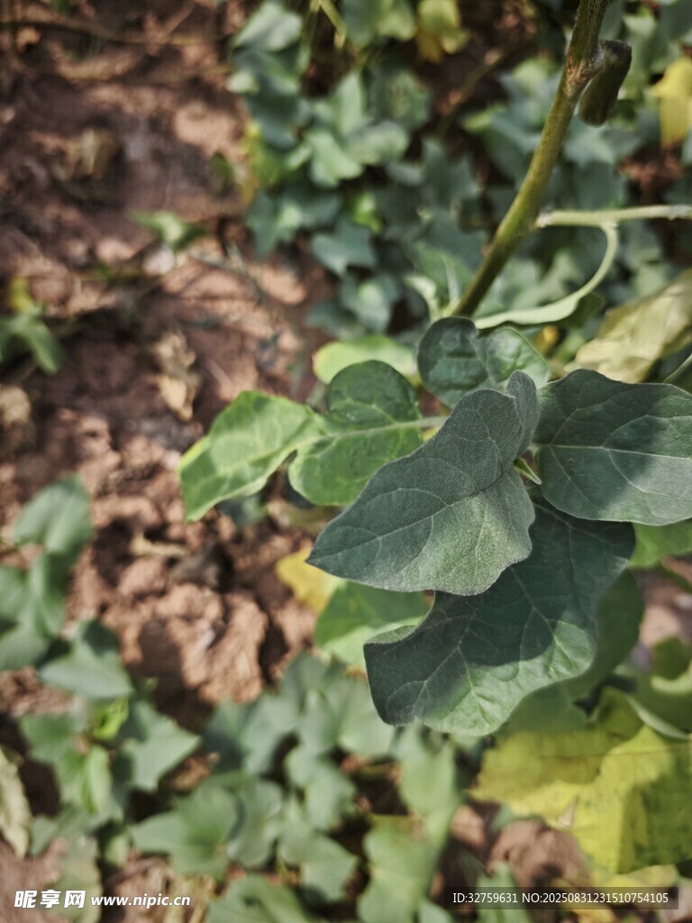 绿叶植物特写