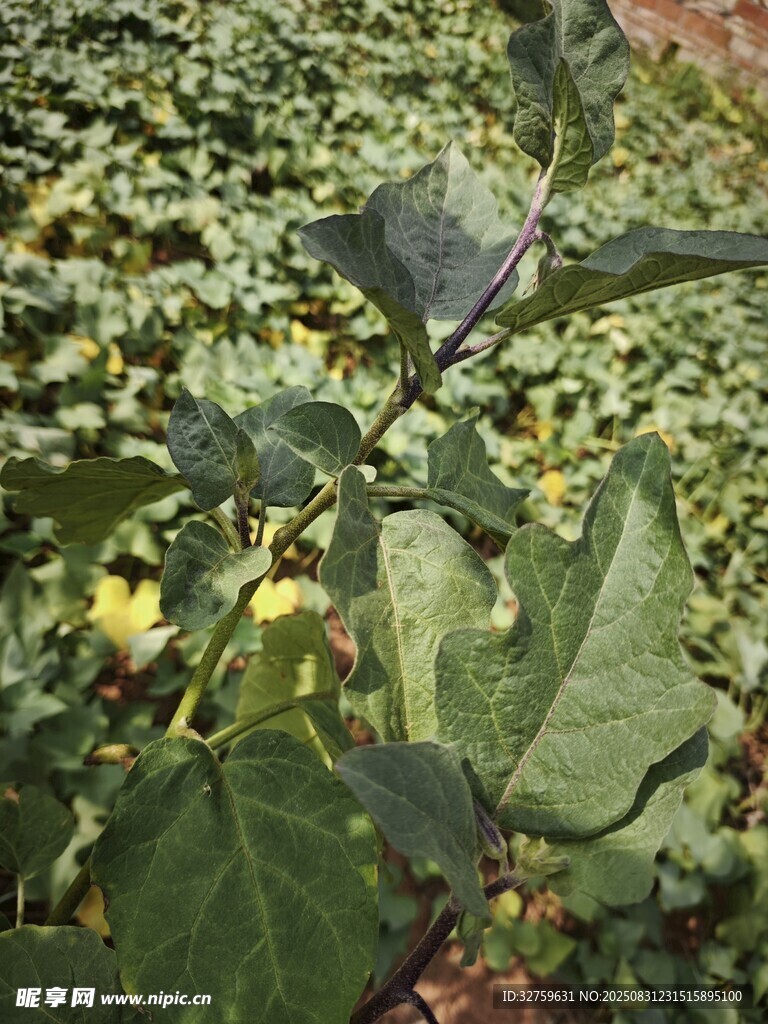 绿叶繁茂的植物特写