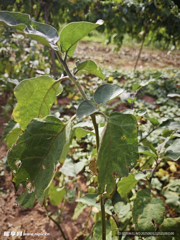 田间生长的绿色植物