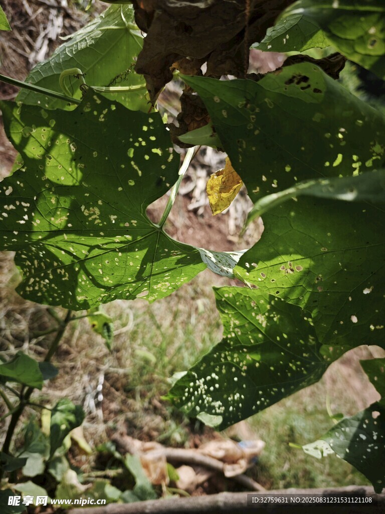 绿叶间的蝴蝶身影