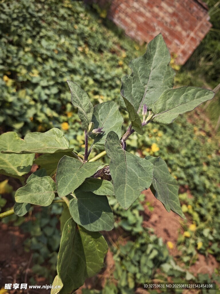 绿叶间的黄果植物