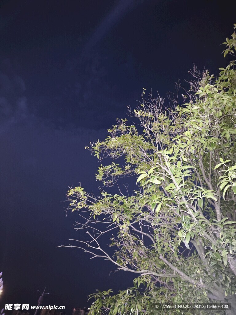 夜空中的葱郁树枝