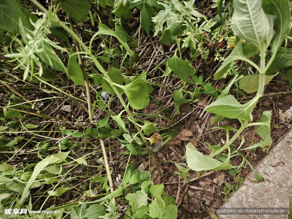 地面上的绿色植物群落