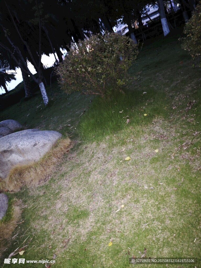 夜晚草地旁的景象