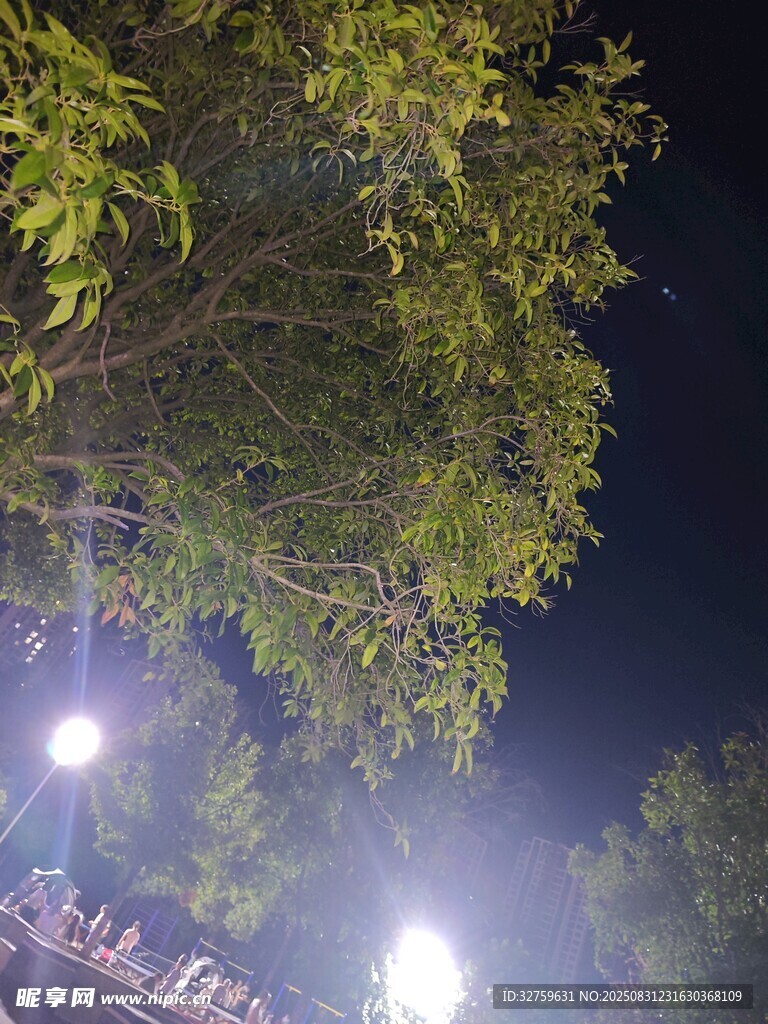 夜晚灯光下的繁茂绿树