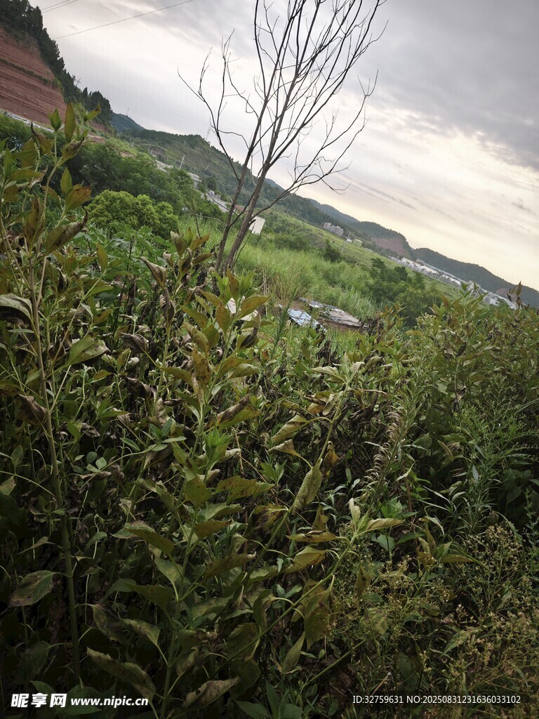 山间绿植景观