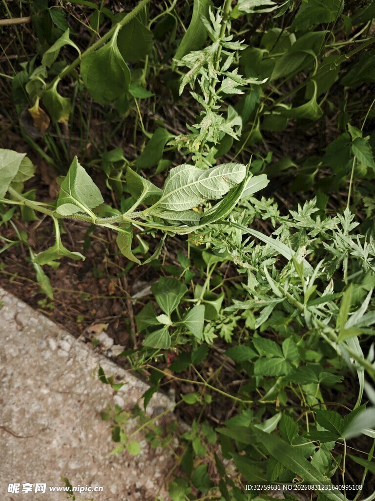 墙边生长的翠绿植物