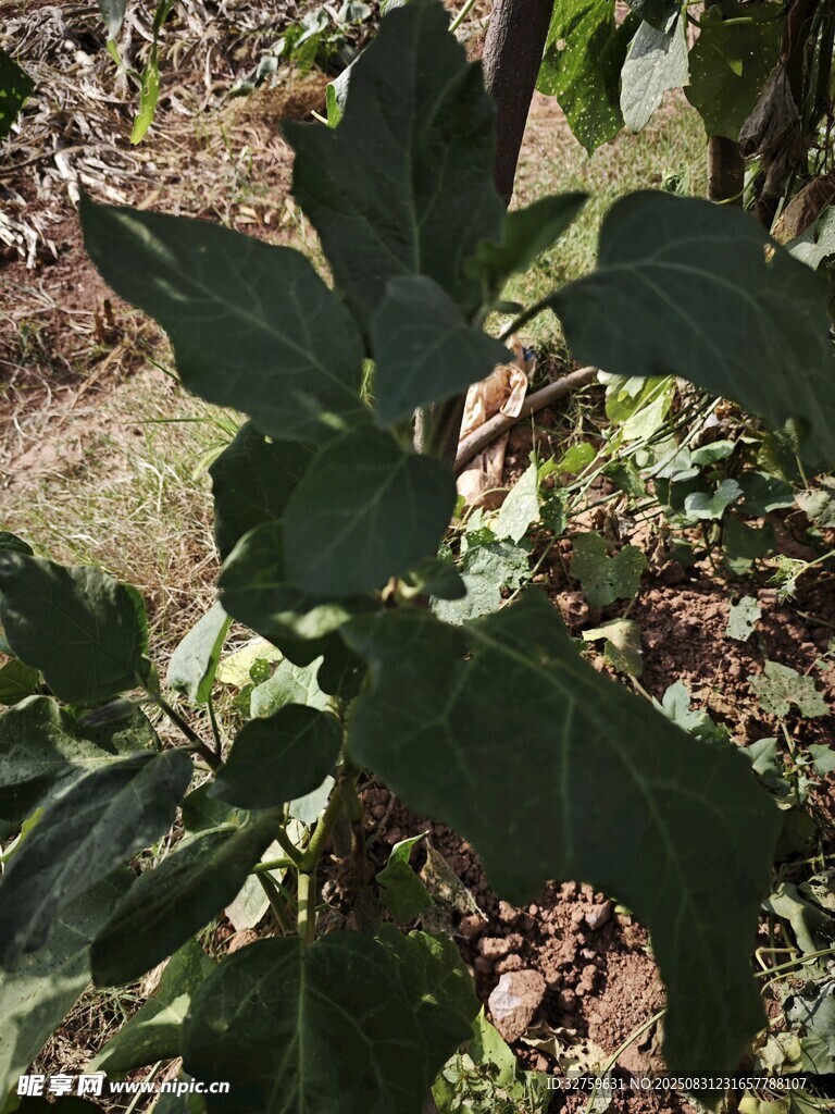 绿叶植物特写