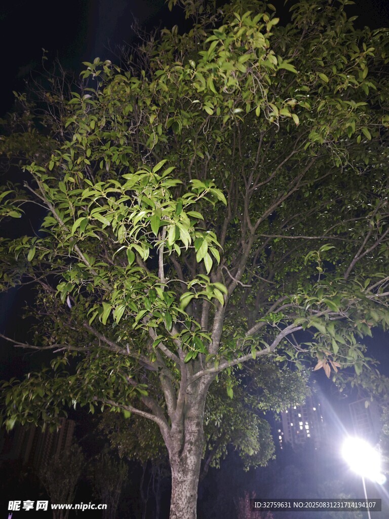 夜灯下的葱郁树木