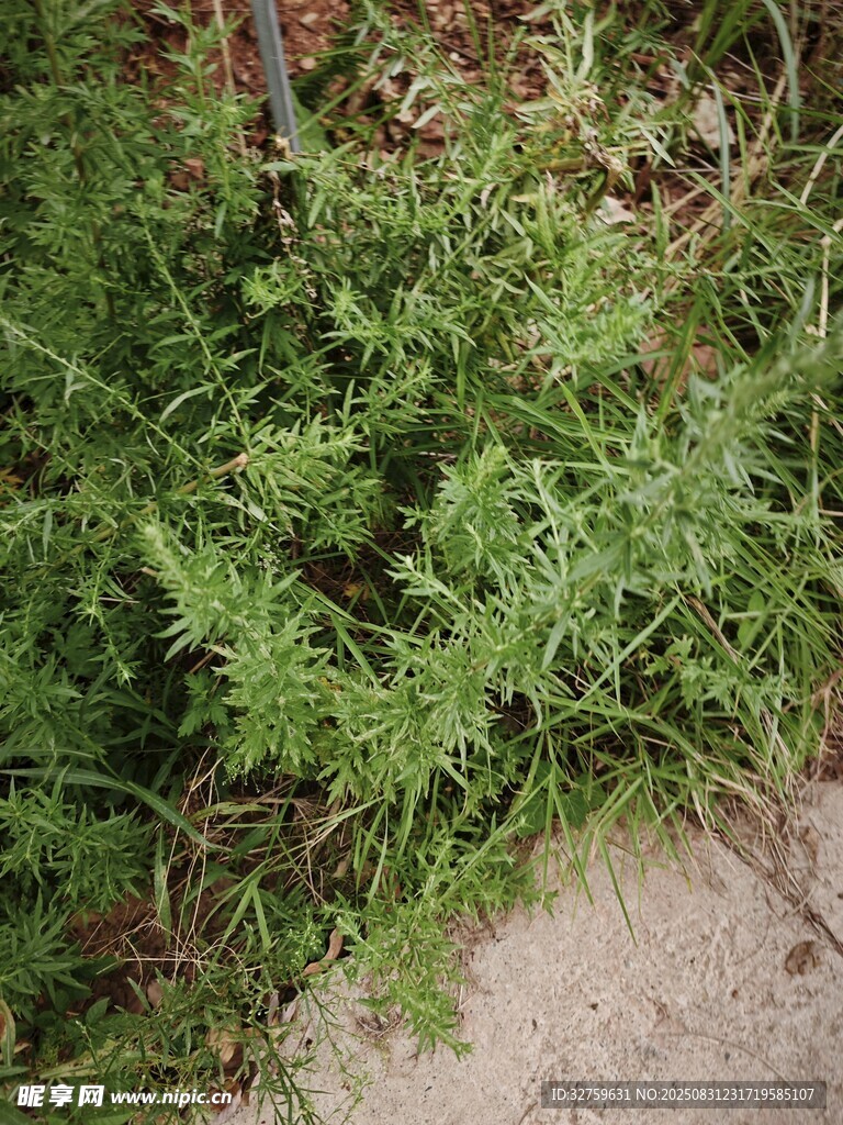 路边丛生的绿色植物