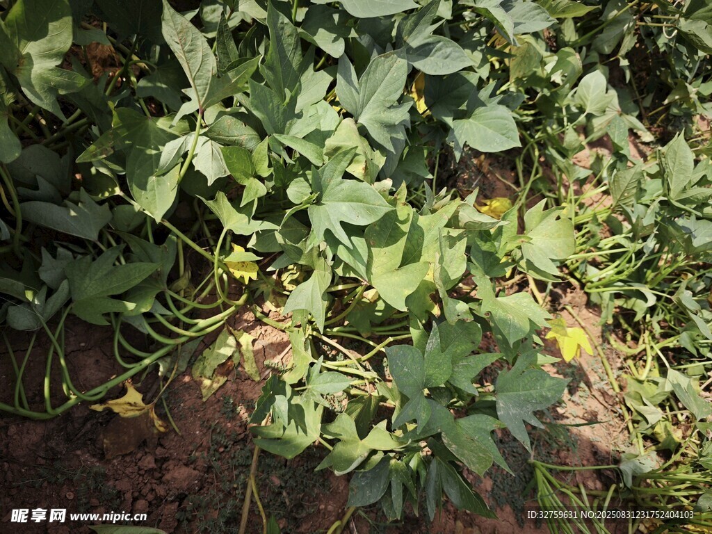 绿叶繁茂的地面植物景观