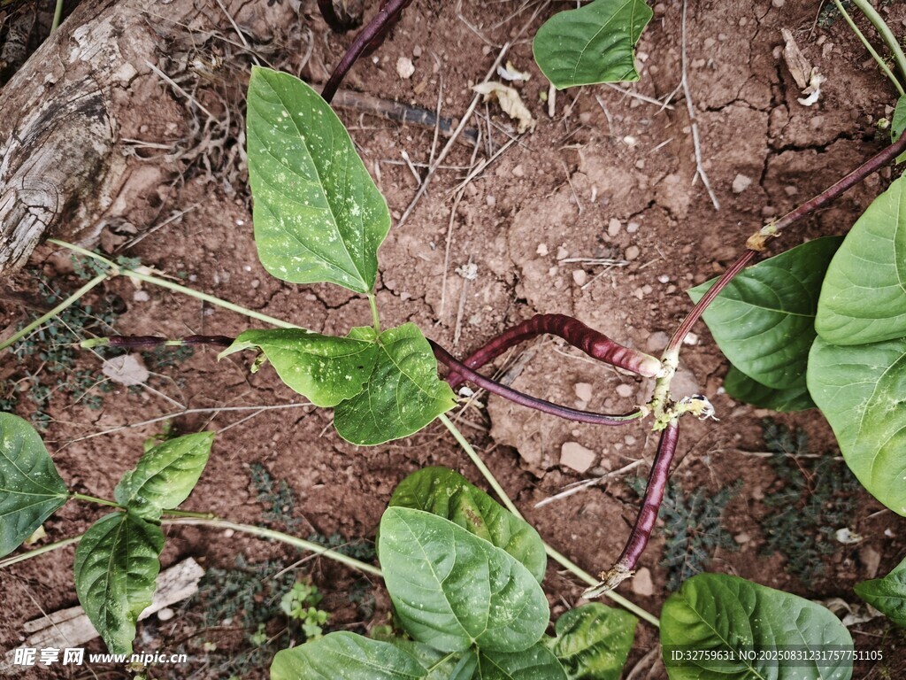 野外生长的绿叶植物