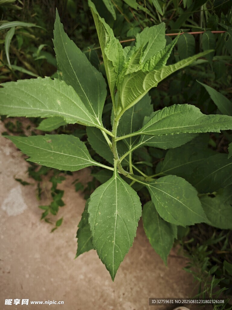 嫩绿植物