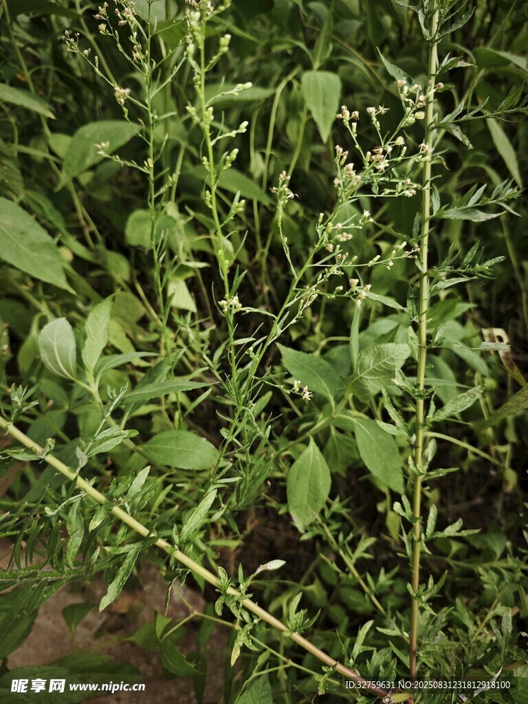 绿叶繁茂的植物枝条