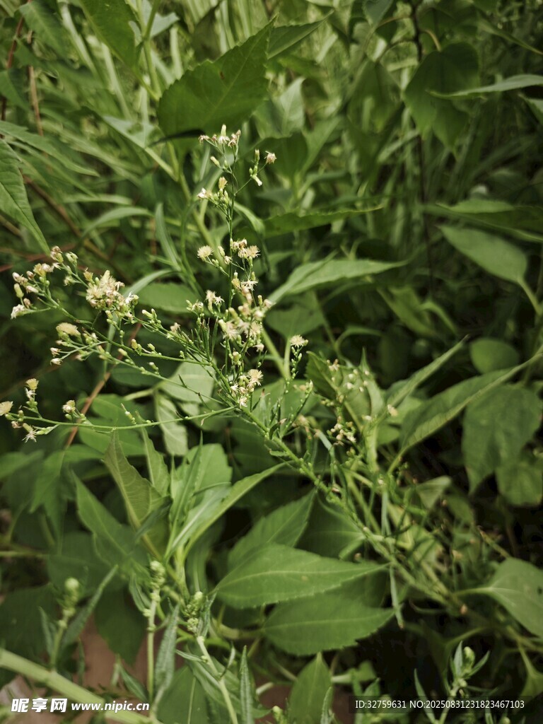 绿叶白花的植物特写