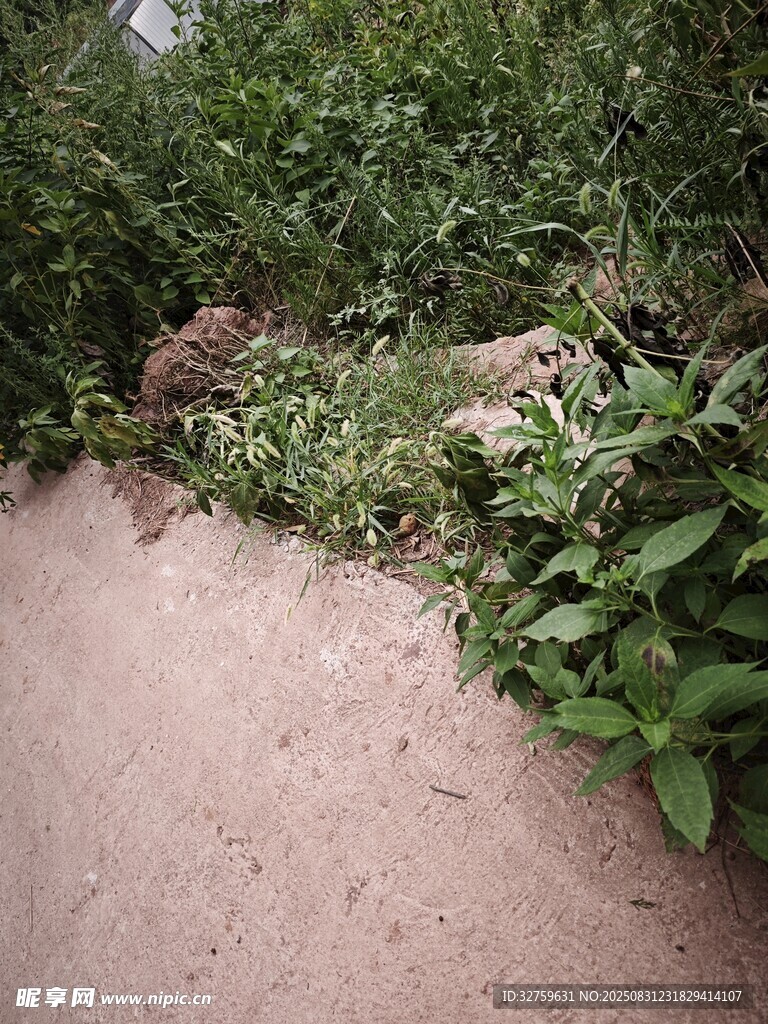 小径旁的繁茂绿植