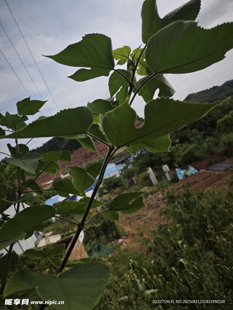 绿叶生机
