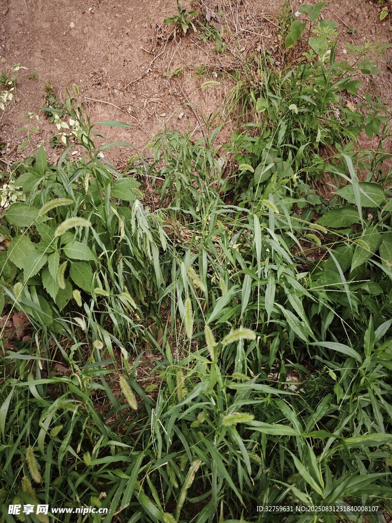 地面生长的绿色植物