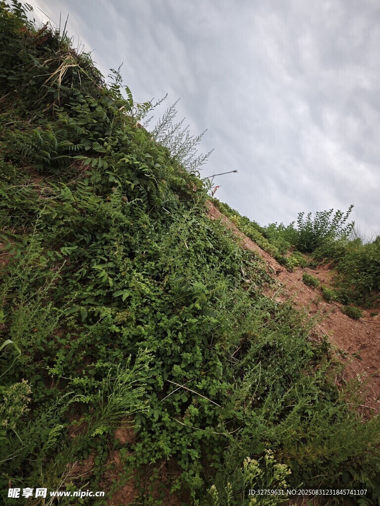 山坡上的繁茂绿色植被