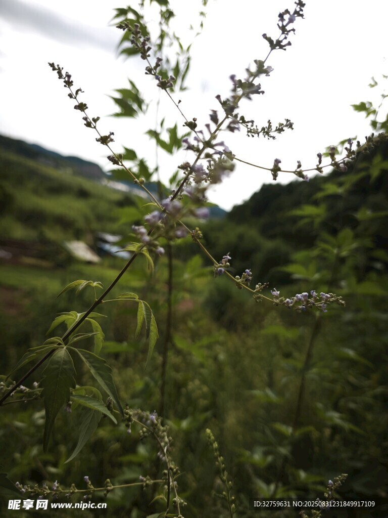 野外挺立的绿色植物