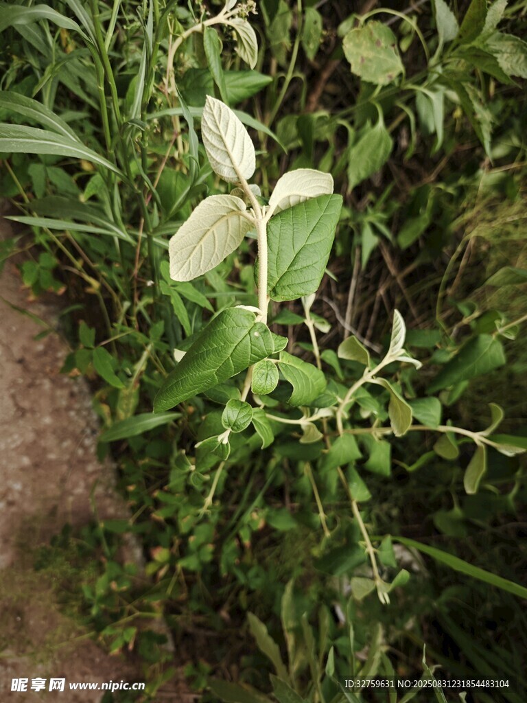 草丛中的绿叶植物