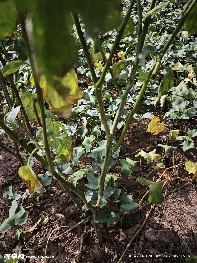 绿叶繁茂的植物景观