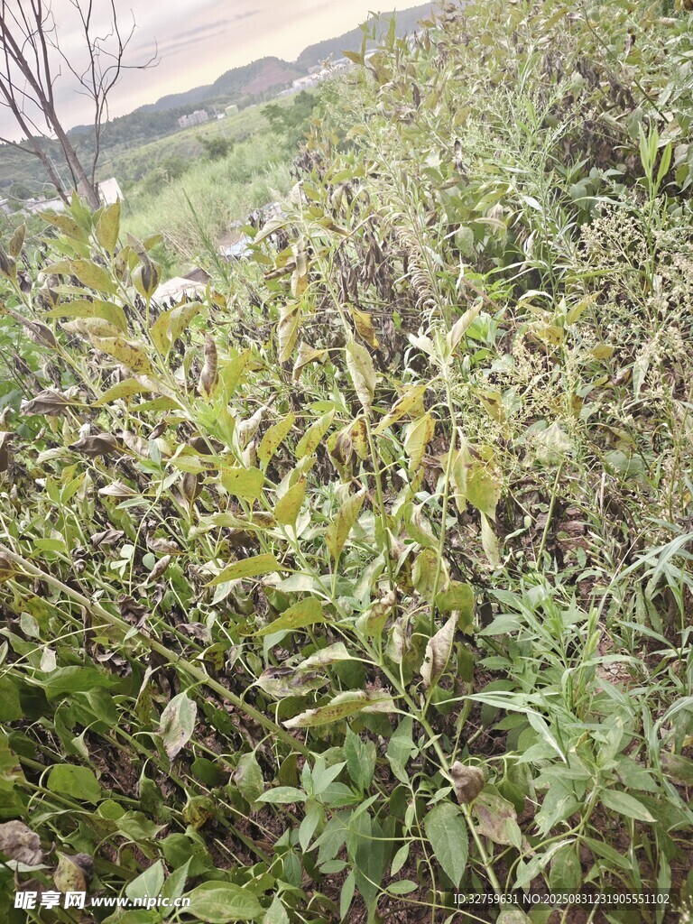 野外繁茂的绿色植物