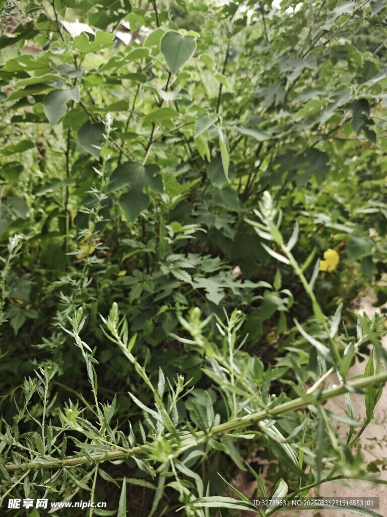 翠绿繁茂的植物枝叶