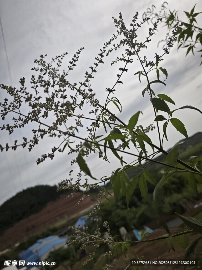 山间植物与远方景致